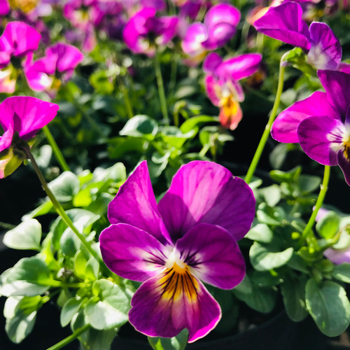 ももか れんげ ビオラ 12cmポット 大苗 寄せ植え ガーデニング 苗 花