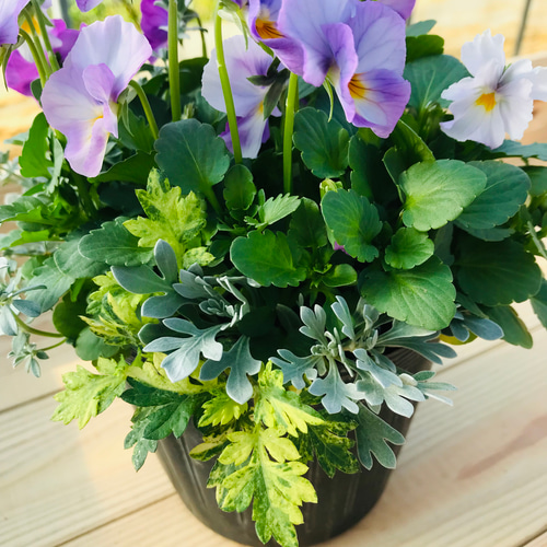 ○花束みたいな寄せ植え○シクラメン＊ビオラ＊ネメシア