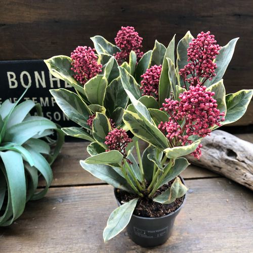 限定出品　極品　大鉢　スキミア　ペローサ　斑入り　19センチ鉢　鉢下から高さ45 限定出品 極品 大鉢 スキミア ペローサ 斑入り 19センチ鉢 鉢下から高