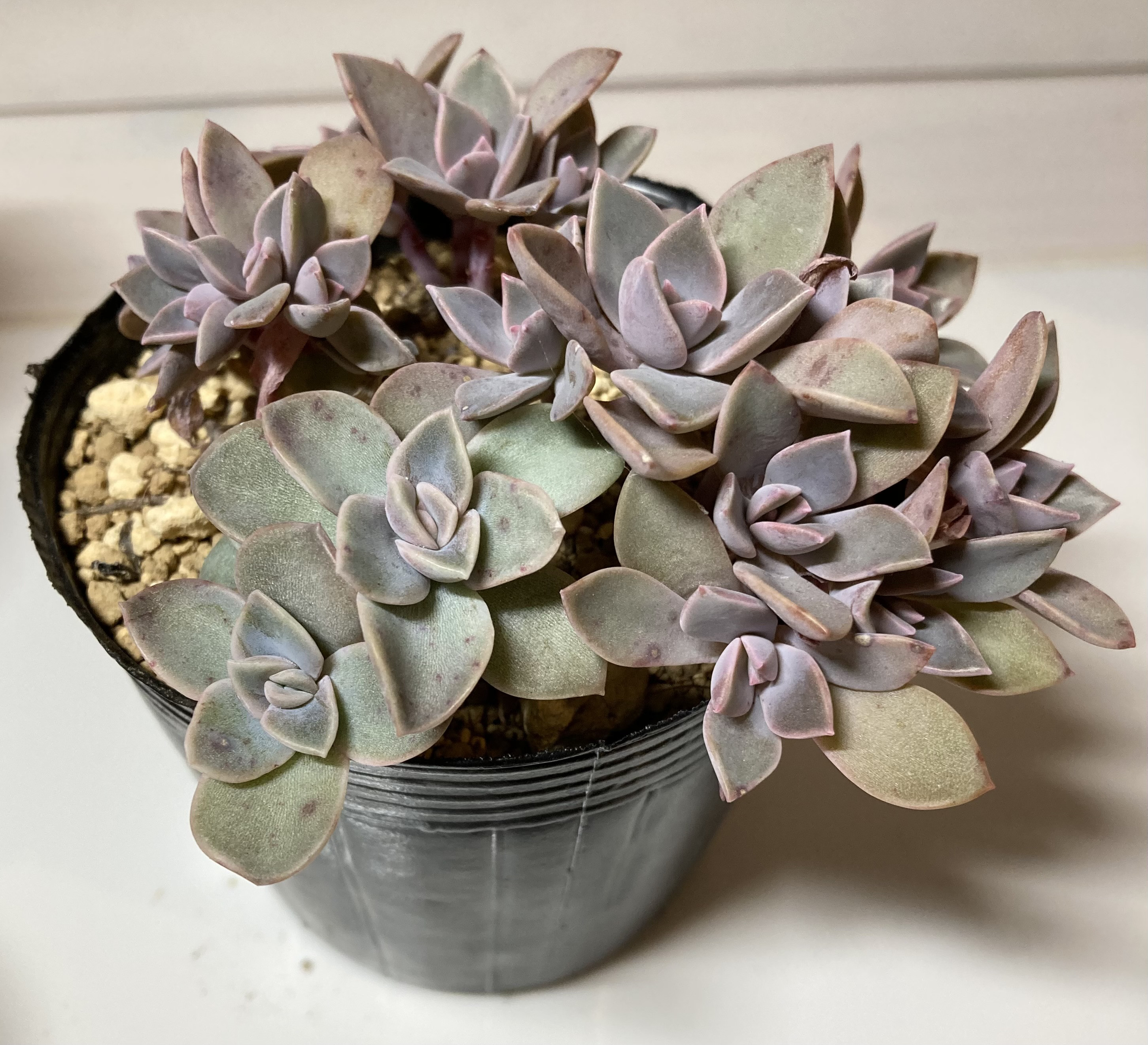 SOLD パープルキング 初恋 抜き苗 名前付き 多肉植物 〜Green〜多肉畑