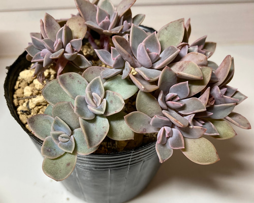 50118b321bce519dbe4ce3b1e058c5