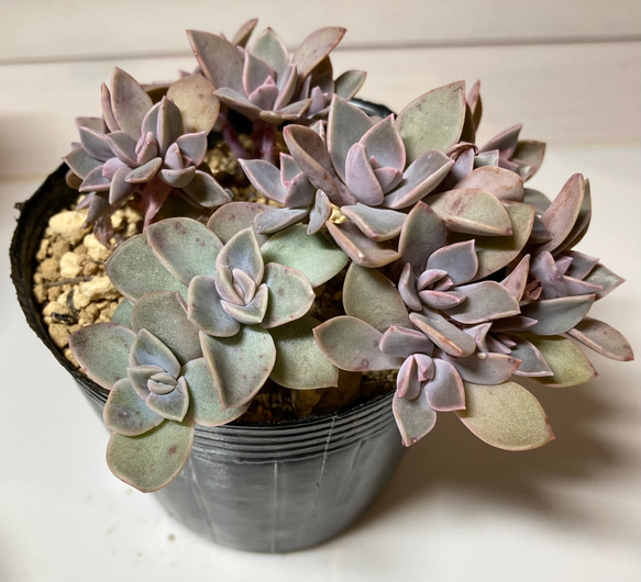 超希少 P.K.S.F Pさん苗 命名株 2個セット 札付き 多肉植物 超希少 P.K.S.F Pさん苗 命名株 2個セット 札付き 多肉植物 - メルカリ