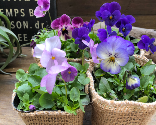 サワラ寄せ植え約30cm 青い鉢 b7c09de528a9188ea12fa2fbb7254c