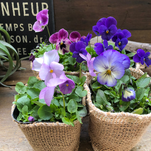 お得4個セット♡ブルー系♡ビオラ♡寄せ植え♡ガーデニング
