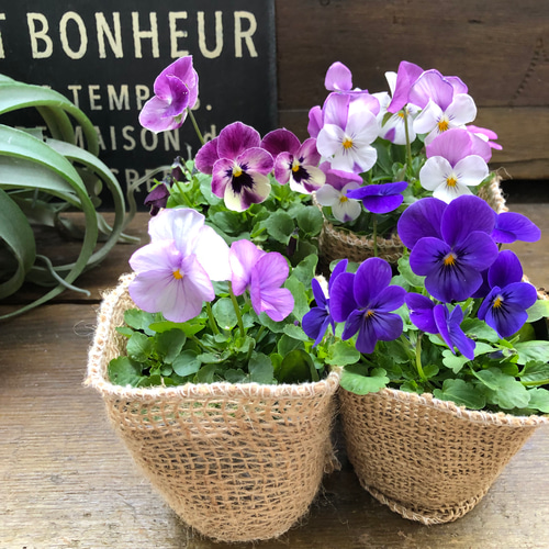 サワラ寄せ植え約30cm 青い鉢 お得4個セット♡ブルー系♡ビオラ♡寄せ植え♡ガーデニング アート