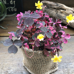 アンヤマニートリカラー♡アグラオネマ♡希少♡観葉植物 アート