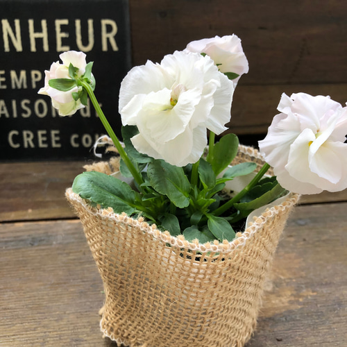 伝説の八重咲きパンジー♡ファビュラス♡ガーデニング アートフラワー