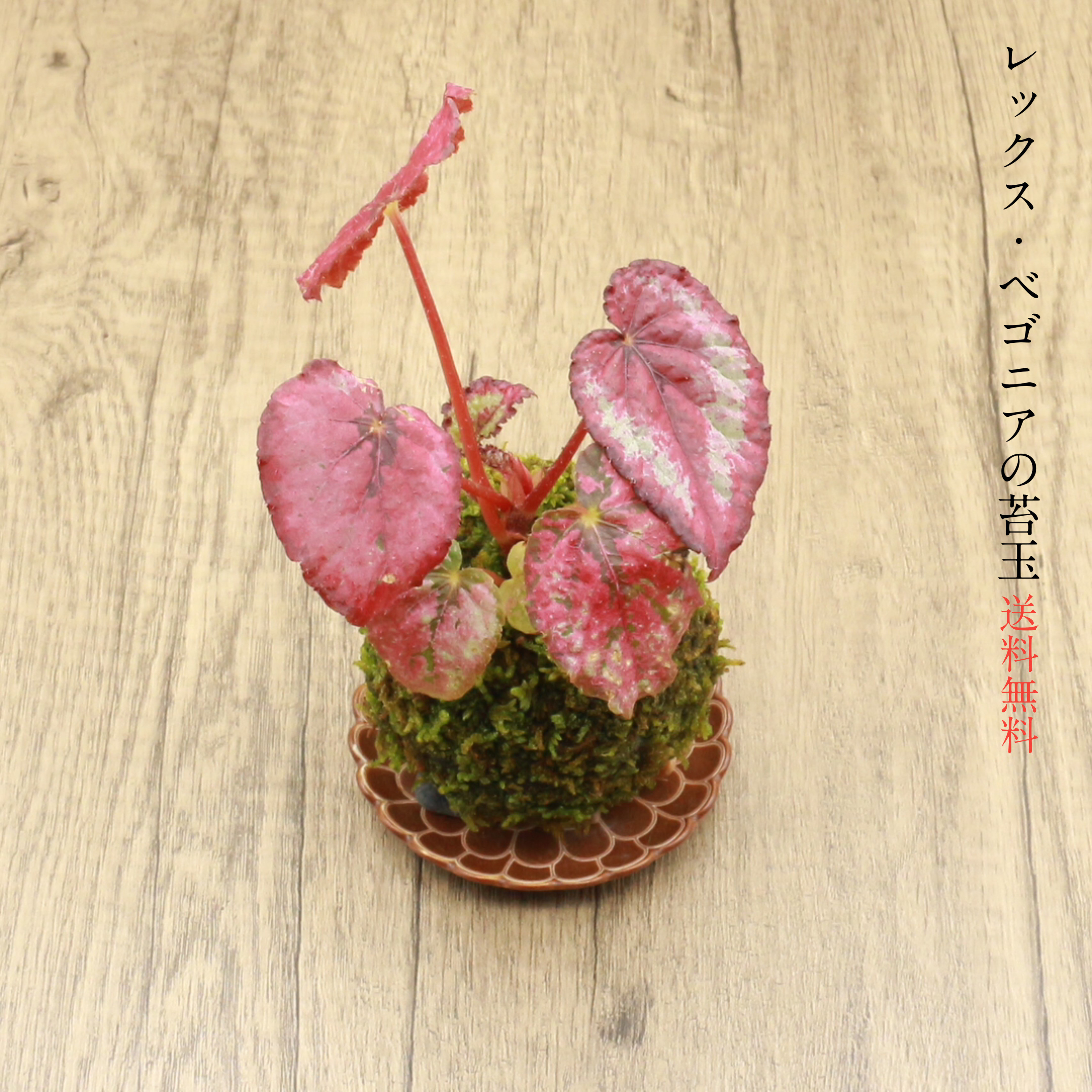 送料無料)レックス・ベゴニアの苔玉『お部屋のインテリアとして 