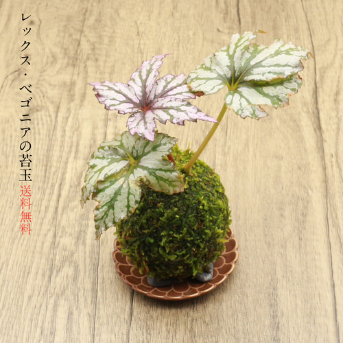 送料無料)レックス・ベゴニアの苔玉『お部屋のインテリアとして 