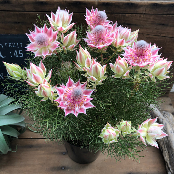 即完売！ピンクプリティーピンク♡セルリア♡大苗♡即完売