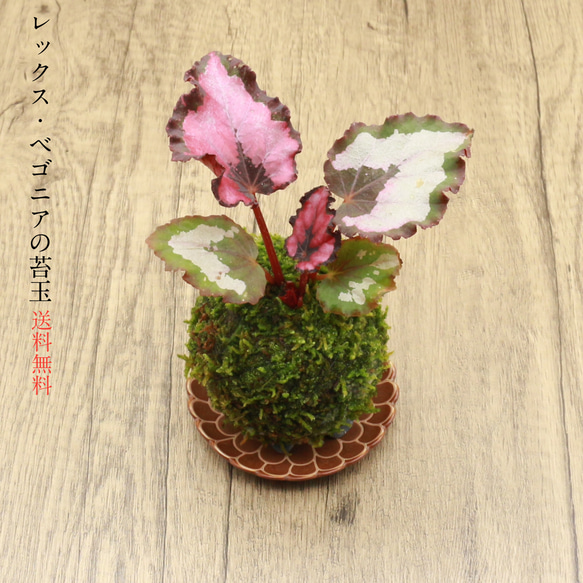 送料無料)レックス・ベゴニアの苔玉『お部屋のインテリアとして 