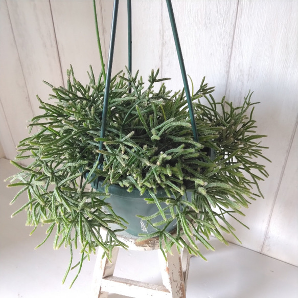 現品】珍しい リプサリス【プリスマティカ】 個性的観葉植物 現品】珍しい リプサリス【プリスマティカ】 個性的観葉植物