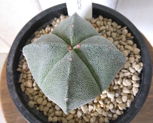 サボテン 鸞鳳玉 ランポー玉 3.5号鉢 観葉植物 受皿付 棘なし 多肉植物