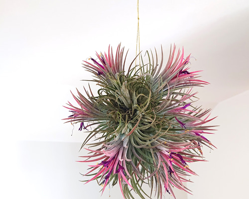 2105091536e30168a05f61286ea765