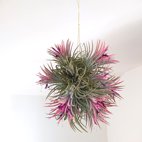 ○限定○ 希少 銀葉種 ”チランジア イオナンタ・ルブラ・大株XL