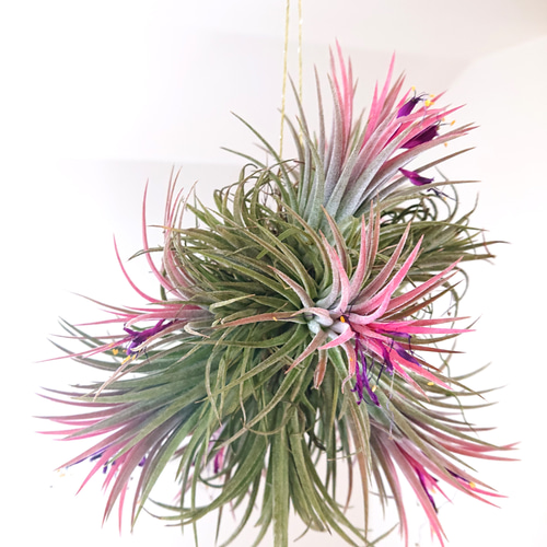 チランジア　イオナンタ　ルブラ綴化　子株つき チランジア イオナンタ ルブラ綴化 子株つき