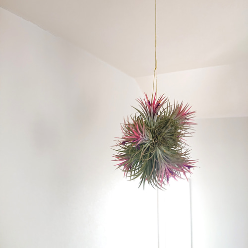 ○限定○ 希少 銀葉種 ”チランジア イオナンタ・ルブラ・大株XL