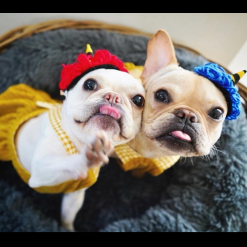 2023年限定カラー♡節分 鬼のツノ 1本ツノ 2本つの 雑貨・その他 nano