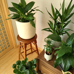 スパティフィラム　観葉植物　鉢カバー付き　半日陰でも育てやすい　簡単スタイリッシュ　インテリアグリーン 6枚目の画像