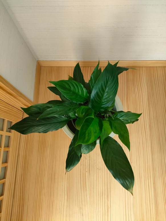 スパティフィラム　観葉植物　鉢カバー付き　半日陰でも育てやすい　簡単スタイリッシュ　インテリアグリーン 4枚目の画像