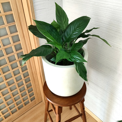 スパティフィラム　観葉植物　鉢カバー付き　半日陰でも育てやすい　簡単スタイリッシュ　インテリアグリーン 1枚目の画像