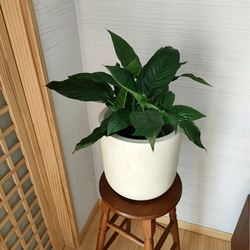 スパティフィラム　観葉植物　鉢カバー付き　半日陰でも育てやすい　簡単スタイリッシュ　インテリアグリーン 2枚目の画像