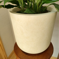 スパティフィラム　観葉植物　鉢カバー付き　半日陰でも育てやすい　簡単スタイリッシュ　インテリアグリーン 5枚目の画像
