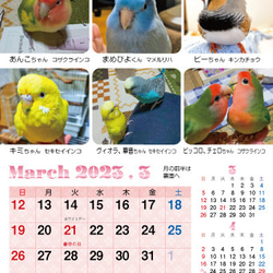 2023年 鳥づくし卓上カレンダー インコ  小鳥 カレンダー 2023卓上（全163羽掲載） 8枚目の画像