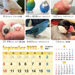 2023年裝滿鳥的桌曆 鸚鵡小鳥日曆 2023年桌曆（列出163隻鳥） 第19張的照片