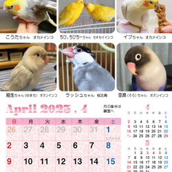 2023年裝滿鳥的桌曆 鸚鵡小鳥日曆 2023年桌曆（列出163隻鳥） 第9張的照片