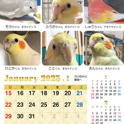 2023年 鳥づくし卓上カレンダー インコ  小鳥 カレンダー 2023卓上（全163羽掲載） 4枚目の画像