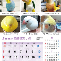 2023年 鳥づくし卓上カレンダー インコ  小鳥 カレンダー 2023卓上（全163羽掲載） 13枚目の画像