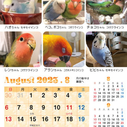 2023年 鳥づくし卓上カレンダー インコ  小鳥 カレンダー 2023卓上（全163羽掲載） 17枚目の画像