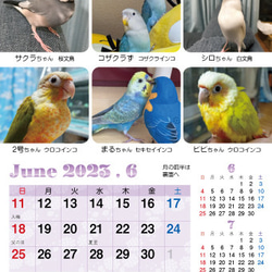 2023年 鳥づくし卓上カレンダー インコ  小鳥 カレンダー 2023卓上（全163羽掲載） 14枚目の画像