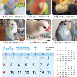 2023年 鳥づくし卓上カレンダー インコ  小鳥 カレンダー 2023卓上（全163羽掲載） 15枚目の画像