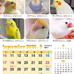 2023年 鳥づくし卓上カレンダー インコ  小鳥 カレンダー 2023卓上（全163羽掲載） 20枚目の画像