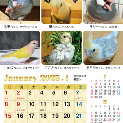 2023年 鳥づくし卓上カレンダー インコ  小鳥 カレンダー 2023卓上（全163羽掲載） 3枚目の画像