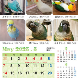 2023年 鳥づくし卓上カレンダー インコ  小鳥 カレンダー 2023卓上（全163羽掲載） 11枚目の画像