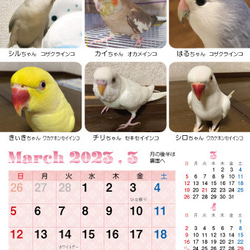 2023年 鳥づくし卓上カレンダー インコ  小鳥 カレンダー 2023卓上（全163羽掲載） 7枚目の画像