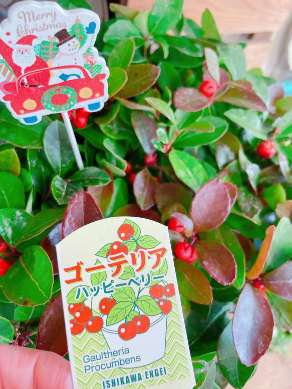 現品♡クリスマスピックつき！毎年楽しめるチェッカーベリー！ナチュラル寄せ植え♪ 6枚目の画像