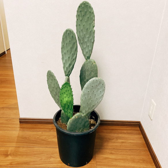 うちわサボテン★古木★オススメ★可愛い★ water cactus (ウチワサボテン) | echidna