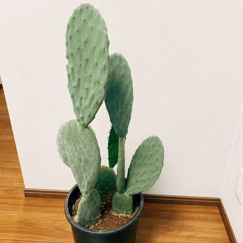 現品］うちわサボテン 観葉植物 おしゃれ サボテン プラスチック