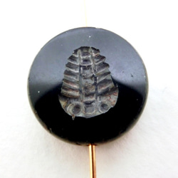 ＜２個＞15mmチェコビーズ:三葉虫トライロバイト（ブラック） 3枚目の画像