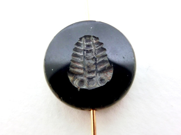 ＜２個＞15mmチェコビーズ:三葉虫トライロバイト（ブラック） 3枚目の画像