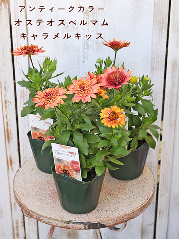 花苗 八重咲き オステオスペルマム キャラメルキッス 3.5号(10.5cm
