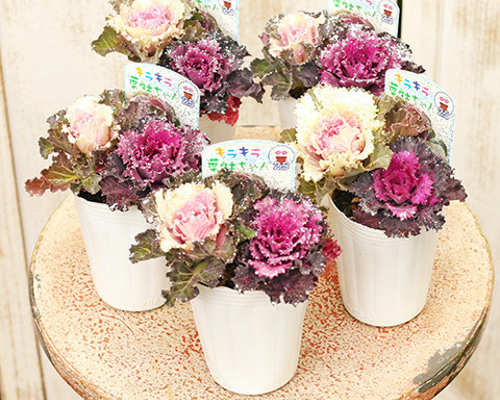 216c72f5b1e1464d876359e76a1cc6