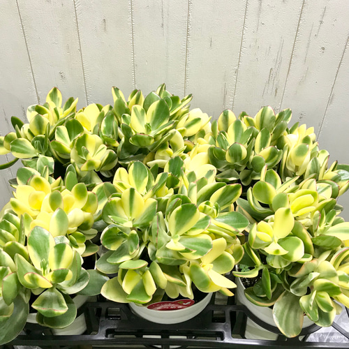 クラッスラ 花月 金のなる木 〝きらめき〟 5号鉢 その他インテリア雑貨