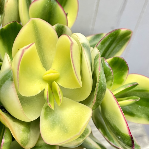 クラッスラ 花月 金のなる木 〝きらめき〟 5号鉢（15cm） その他