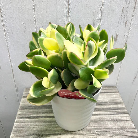 アボガドの木　黄金花月　金のなる木　多肉植物　観葉植物　鉢付き　☆早い者勝ち☆ アボガドの木 黄金花月 金のなる木 多肉植物 観葉植物 鉢付き