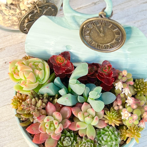 紅葉中！リメ缶寄せ植え♡時計＊多肉植物＊リメ缶ごと 多肉植物 ＊N